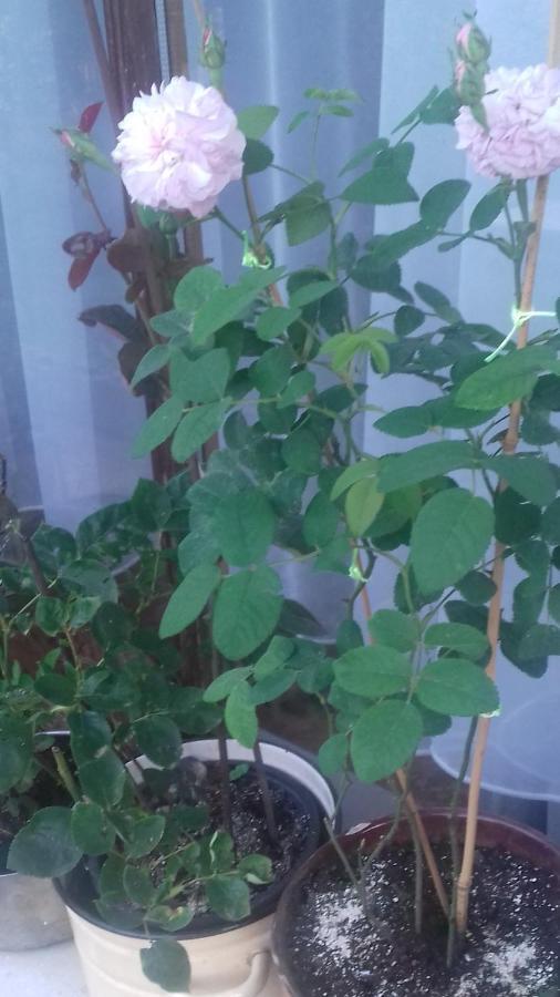 Guesthouse Alba Kazanłyk Zewnętrze zdjęcie